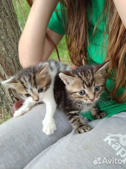 Кошка в дар