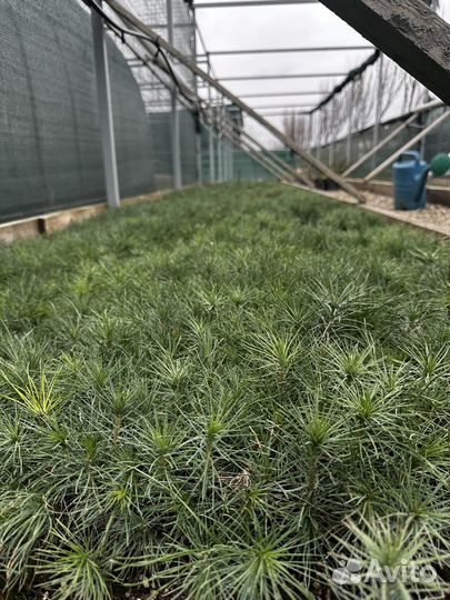 Саженцы крымской сосны