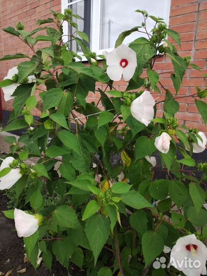 Растения для сада