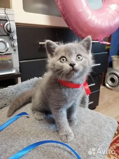 Британские котята