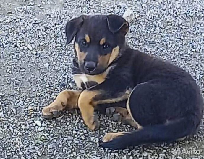 Альфа - крупный щенок-девочка в дар