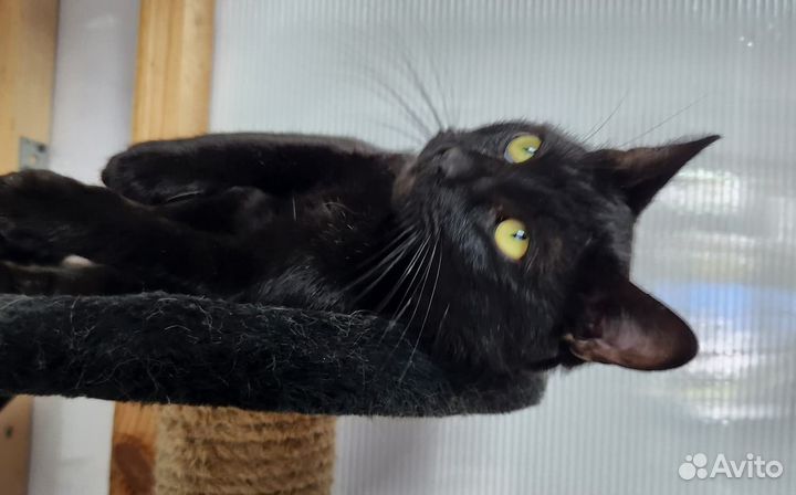 Кошка бесплатно