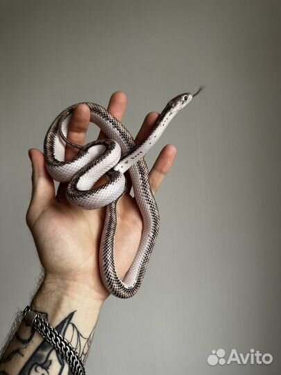 Техасский полоз White-Side