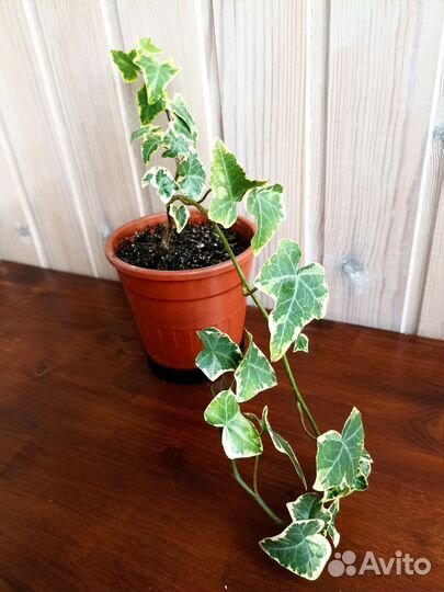 Плющ Хедера