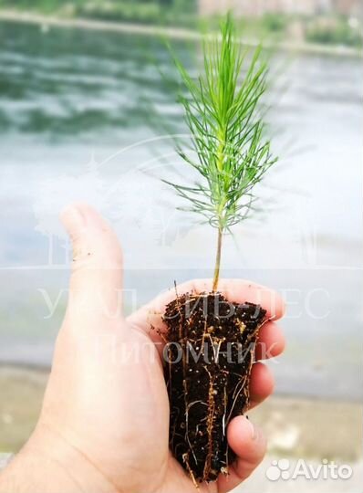 Сеянцы зкс Сосна окс Ель Лиственница Горная