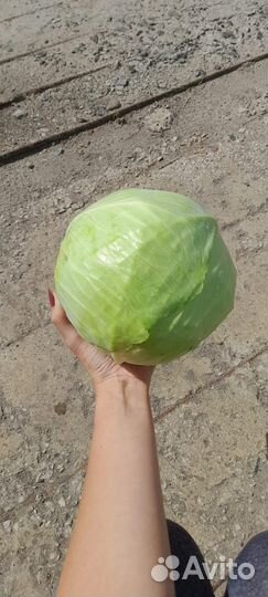 Капуста оптом