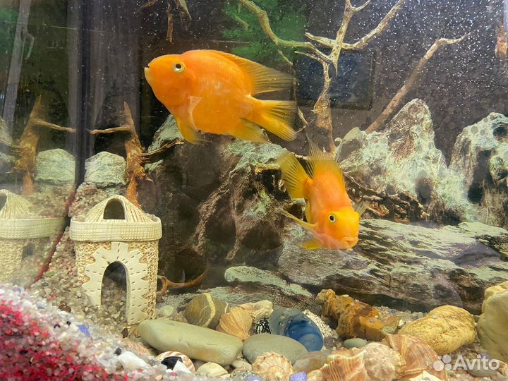 Рыба попугай