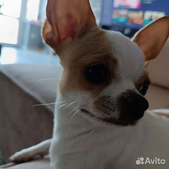Чихуахуа мальчик