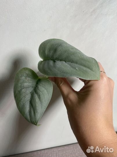 Сциндапсус платинум