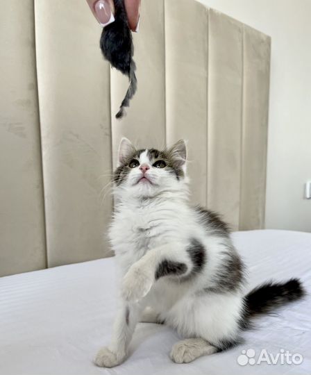 Кошечка Бетти