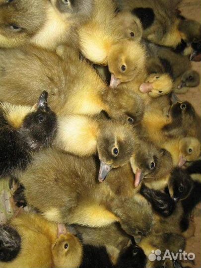 Утята, цыплята