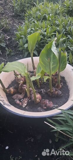 Продам клубни канн пророщенные -красные