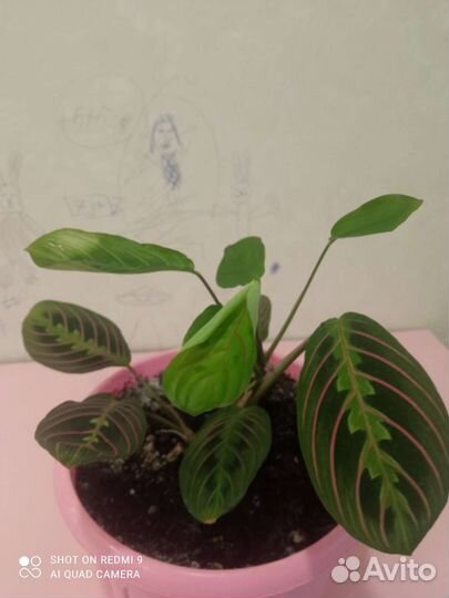 Маранта триколор