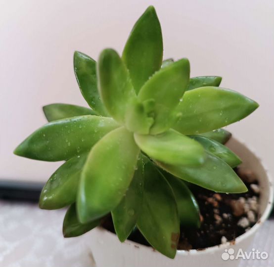 Echeveria agaviides Ebony, эхеверия