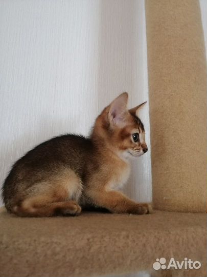 Аббисинские котята