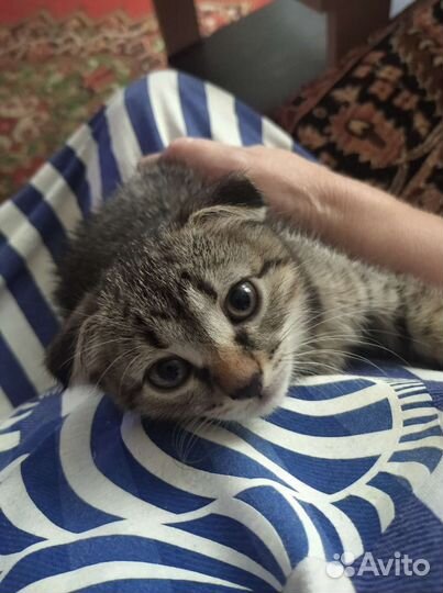 От кошки британки