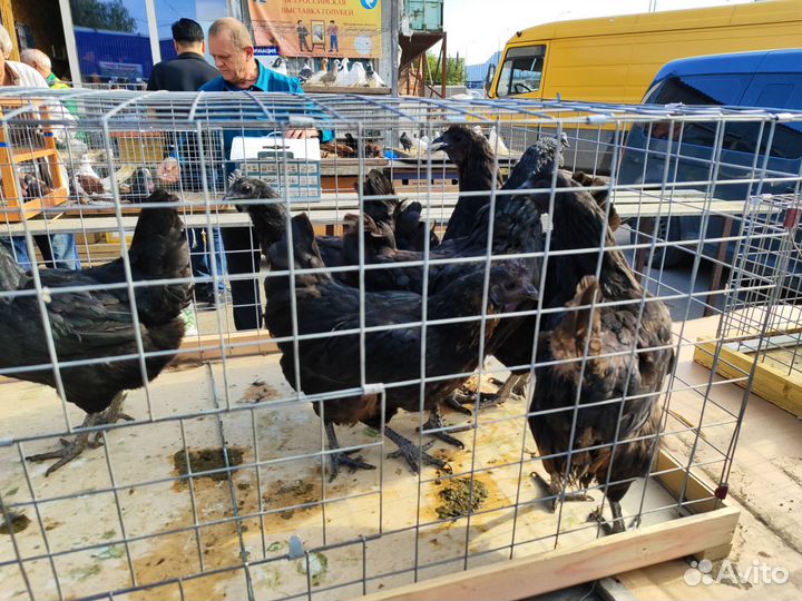 Куры Ухейлюй и Петухи