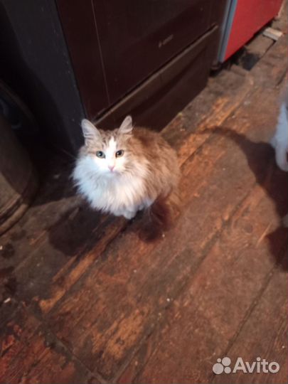 Найдена кошка
