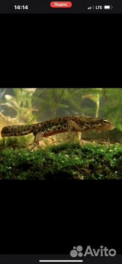 Отдам двух тритонов