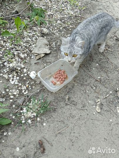 Британская кошка ищет дом живёт на улице