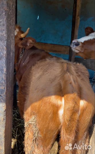 Корова,бычки