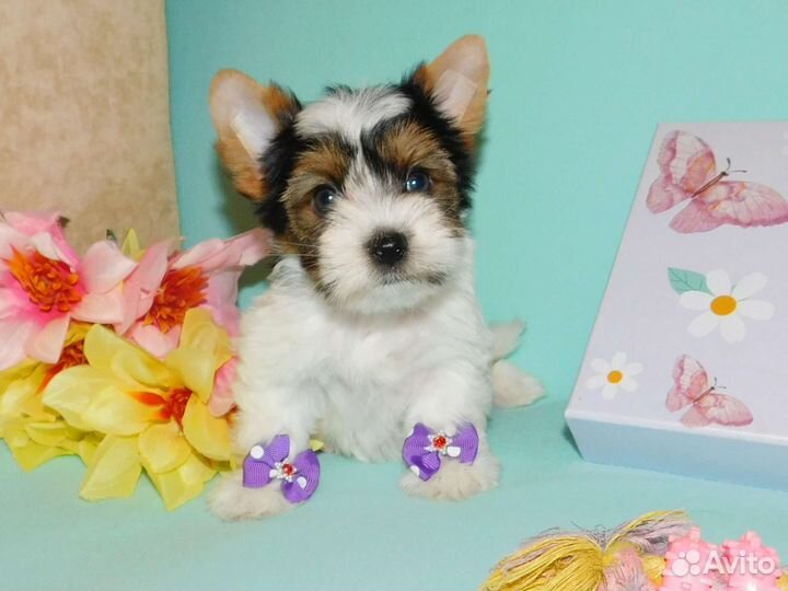 Малыши Бивера, мальчишки