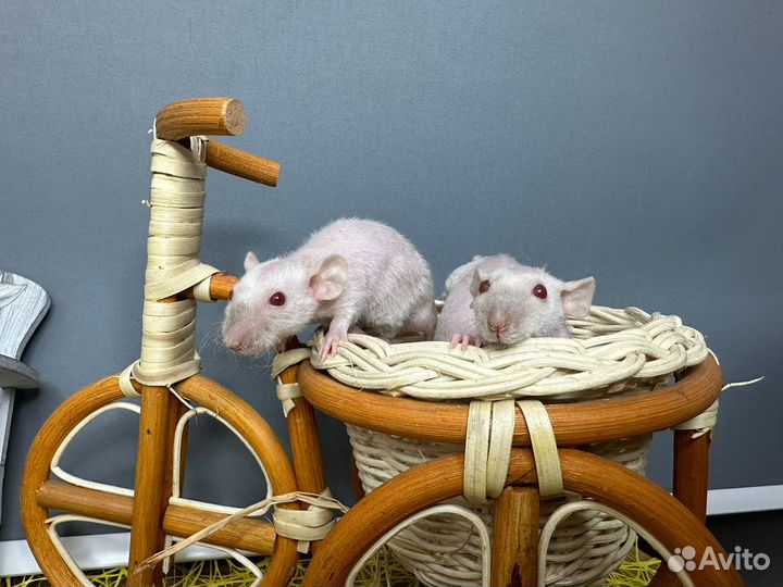 Крыса декоративная сфинкс