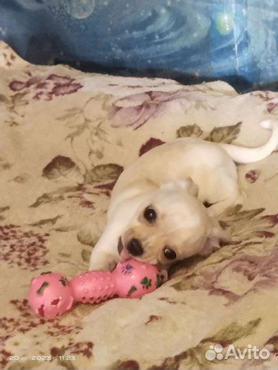 Малыши Чихуахуа