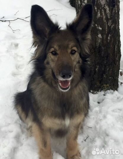 Рокси из приюта мечтает о семье