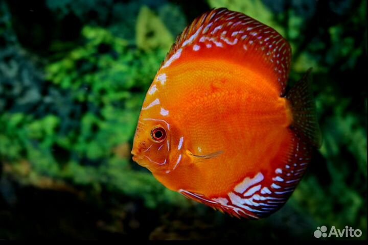 Дискус Мальборо красный (Discus Marlboro Red)