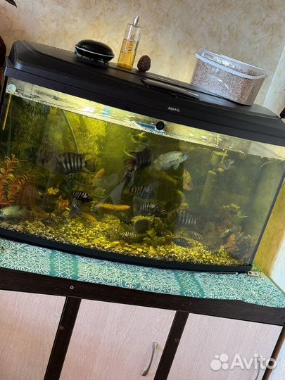 Аквариум 220 литров торг полный комплект