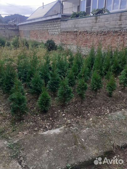 Саженцы самшиты