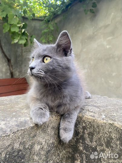 Кот молодой, воспитанный, с хорошим характером