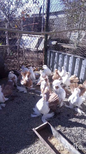 Голуби и попугаи