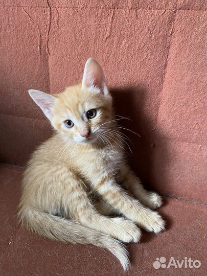 Отдаем котят