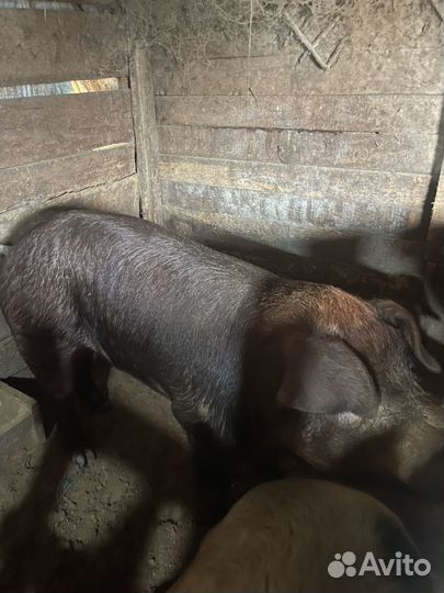 Дюрок кабан