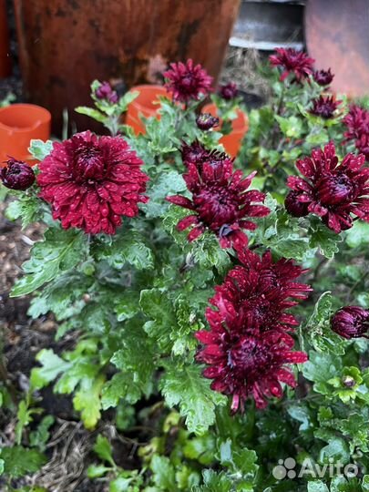 Многолетники садовые