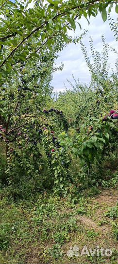 Слива анжелина