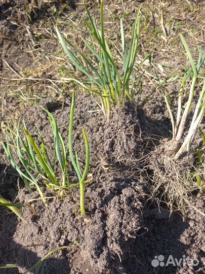 Чеснок озимый на посадку