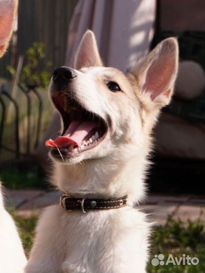 Собака в добрые руки Арчи