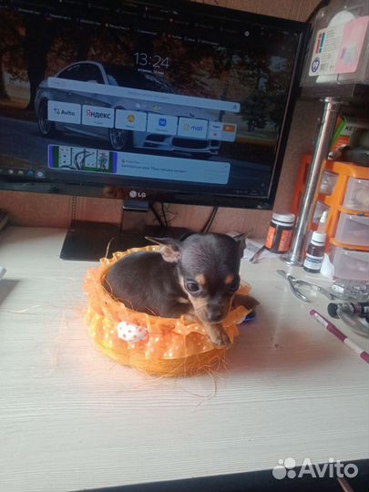 Щенки мини тойчика