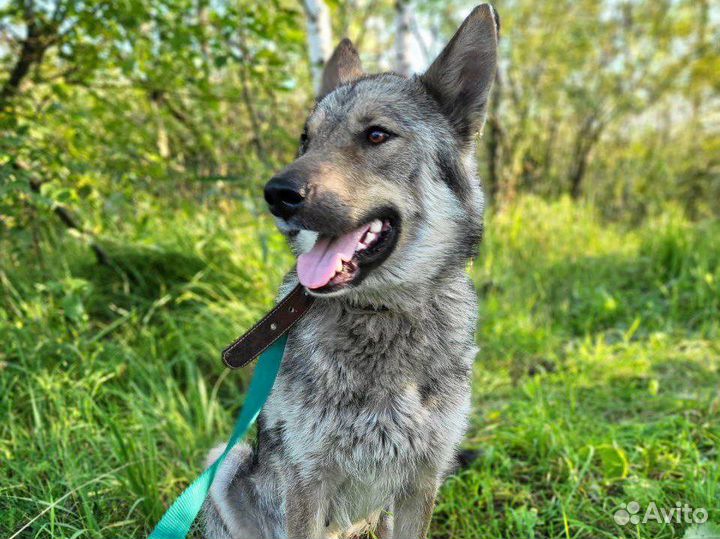 Собака мини волчица в добрые руки