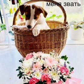 Щенок джек рассел