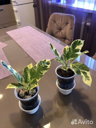 Кротон эбурнеум