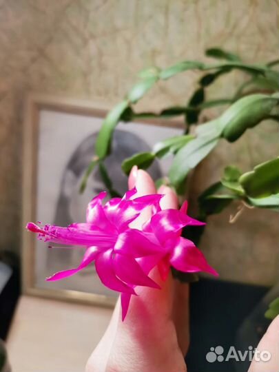 Декабрист шлюмбергера розовый