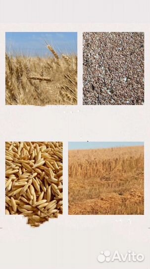 Зерно, дробленка, картофель