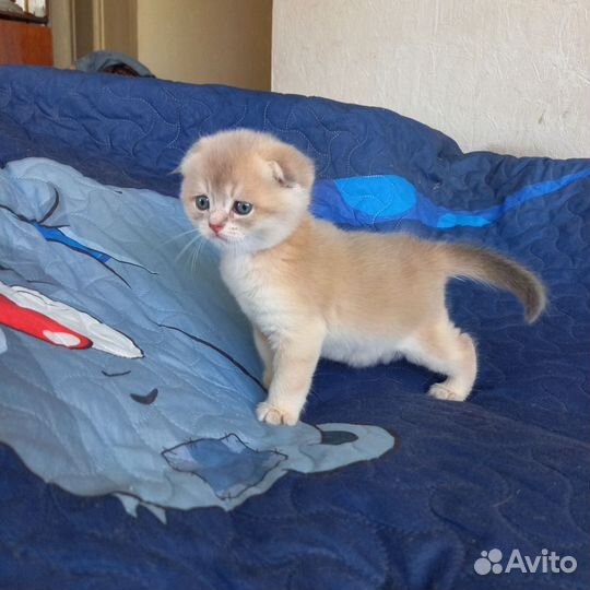 Шотландские вислоухие котята золотая шиншилла