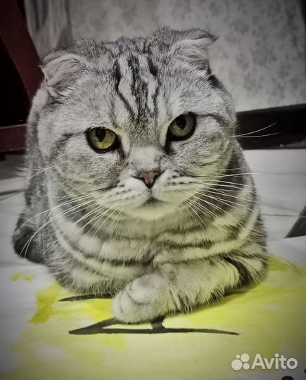 Британская кошка в дар