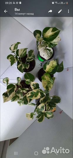 Фикус, сциндапсус эпипремнум филодендрон