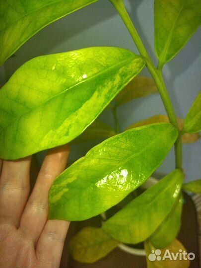 Замиокулькас вариегатный Long Leaf